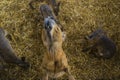 Patagonian mara looking Royalty Free Stock Photo