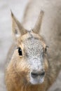 Patagonian mara looks into the camera Royalty Free Stock Photo