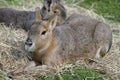 Patagonian Mara Royalty Free Stock Photo