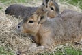 Patagonian Mara Royalty Free Stock Photo