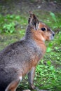 The Patagonian mara is a relatively large rodent