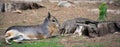 The Patagonian mara is a relatively large rodent