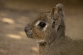 Patagonian mara Dolichotis patagonum whit profile in zoo. It is also known as the Patagonian cavy Royalty Free Stock Photo