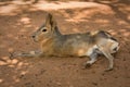 Patagonian Mara resting