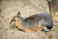 Patagonian Mara sitting with crossed forelegs. Royalty Free Stock Photo