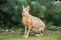 Patagonian Mara Sitting by Fence