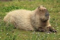 Patagonian mara Royalty Free Stock Photo