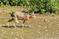 Patagonian mara Royalty Free Stock Photo