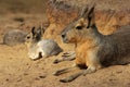 Patagonian Mara with young Royalty Free Stock Photo