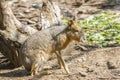 Patagonian mara