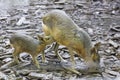 Patagonian mara