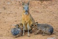 Patagonian mara Dolichotis patagonum is breastfeeding her babies