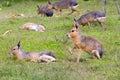 Patagonian maras (Dolichotis patagonum)