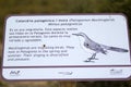 The Patagonian Mockingbird Mimus patagonicus at Punta Tombo in the Atlantic Ocean, Patagonia, Argentina