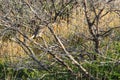 A Patagonian Pygmy Owl in Torres del Paine national park, Patagonia Royalty Free Stock Photo