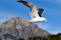 Patagonian seagull