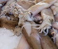 Patagonian squid