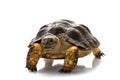 Patagonian Tortoise Royalty Free Stock Photo