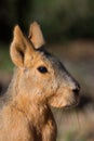 Patagonic hare Royalty Free Stock Photo