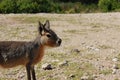 Patagonic rabbit Royalty Free Stock Photo