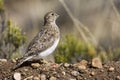 Patagonische Kwartelsnip, Least Seedsnipe, Thinocorus rumicivorus