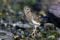 Patagonische Plevier, Rufous-chested Dotterel, Charadrius modest