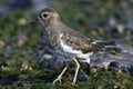 Patagonische Plevier, Rufous-chested Dotterel, Charadrius modest