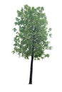 Patana oak (Careya arborea Roxb) tree Royalty Free Stock Photo