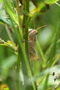 Patanga japonica