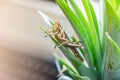 Patanga on the leaf. Macro insect,