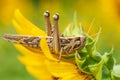 Patanga succincta or Bombay locust feeds on yellow sunflower