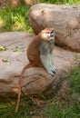 Patas Monkey