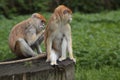 Patas monkey couple