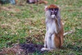 Patas Monkey Erythrocebus patas Royalty Free Stock Photo