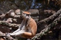 Patas monkey