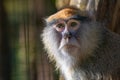 Patas monkey (Erythrocebus patas), the Hussar monkey Royalty Free Stock Photo