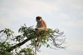 Patas monkey, Erythrocebus pata, looking around in Murchison Falls NP, Uganda