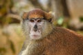 Patas Monkey - Erythrocebus patas