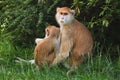 Patas monkey Erythrocebus patas Royalty Free Stock Photo