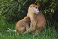 Patas monkey Erythrocebus patas Royalty Free Stock Photo