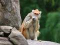 Patas monkey Erythrocebus patas sitting on rock eating