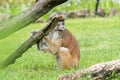 Patas Monkey Erythrocebus patas in the zoo