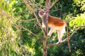 Patas monkey Erythrocebus patason tree