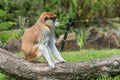 Patas Monkey Erythrocebus patas in the zoo