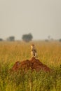 Patas monkey or hussar monkey with a baby in beautiful morning light, Murchison Falls National Park, Uganda. Royalty Free Stock Photo