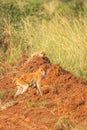 Patas monkey or hussar monkey walking with a baby, Murchison Falls National Park, Uganda. Royalty Free Stock Photo