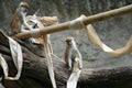 Patas Monkey Playing