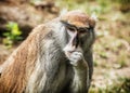 Patas monkey portrait, animal scene