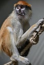 Patas monkey portrait mammals animals zoo Royalty Free Stock Photo