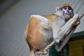 Patas monkey portrait mammals animals zoo Royalty Free Stock Photo